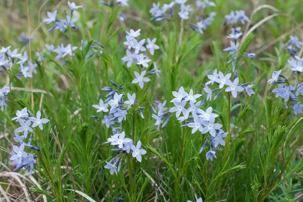 Photo of Amsonia ciliata - Form of var. tenuifolia:Eric Hunt