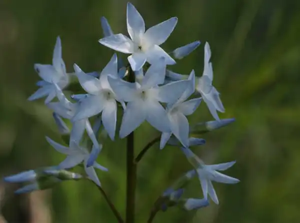 Photo of Amsonia ciliata - Amsonia ciliata var. filifolia 'Georgia Pancake' flowers: