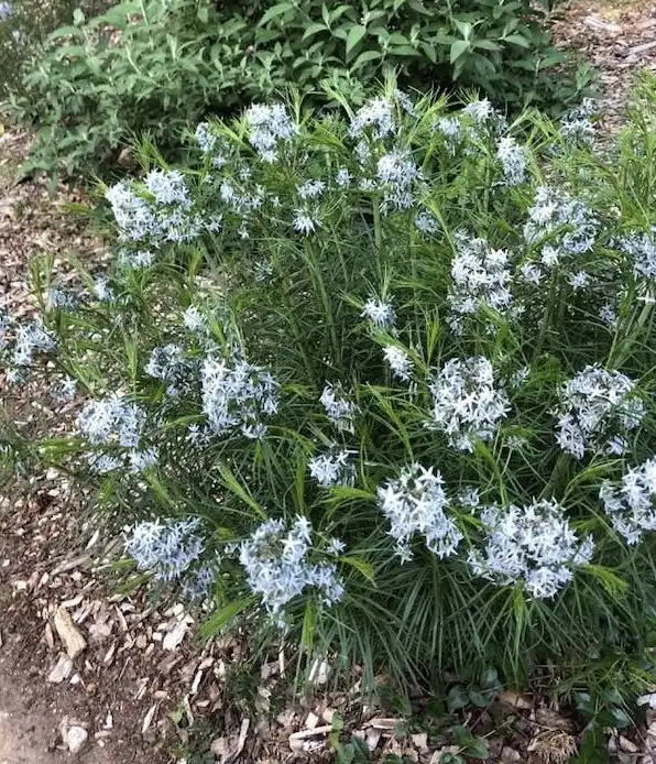 Photo of Amsonia hubrichtii (Amsonia hubrichtiis)