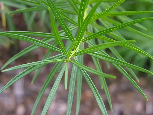 Photo of Amsonia hubrichtii (Amsonia hubrichtiis)