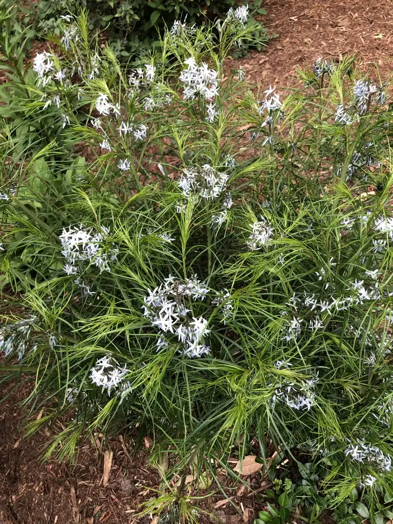 Photo of Amsonia hubrichtii - Flowers (Wake County,NC)-Early Summer:Cathy Dewitt