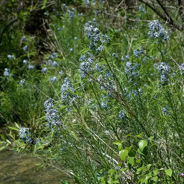 Photo of Amsonia hubrichtii - Flowers:Eric Hunt
