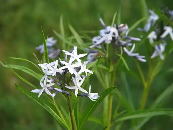 Photo of Amsonia hubrichtii - Flowers close up:peganum
