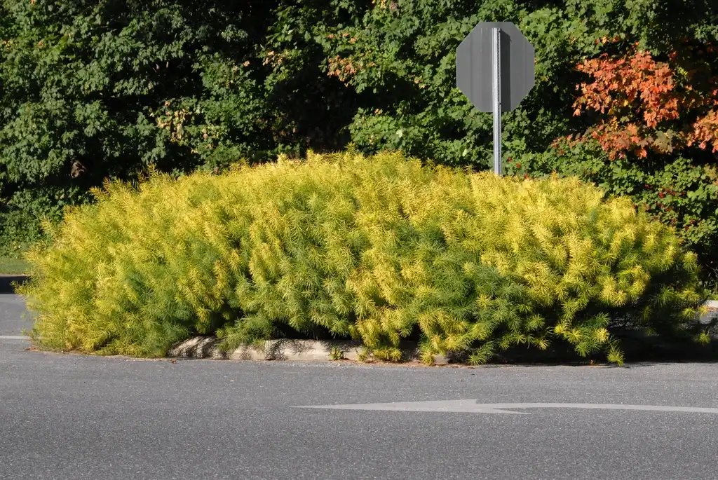 Photo of Amsonia hubrichtii - Full Form:Jim Robbins