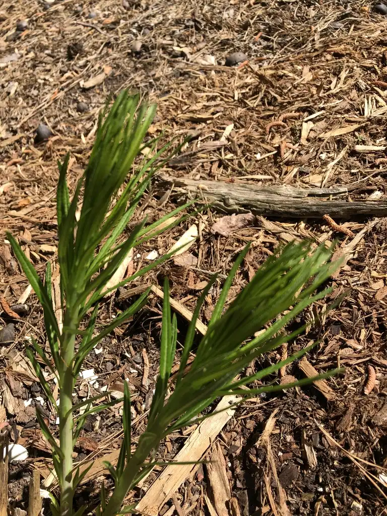 Photo of Amsonia hubrichtii - Leaves and Stem Close-Up (Durham County,NC)-Spring:Andrea Laine
