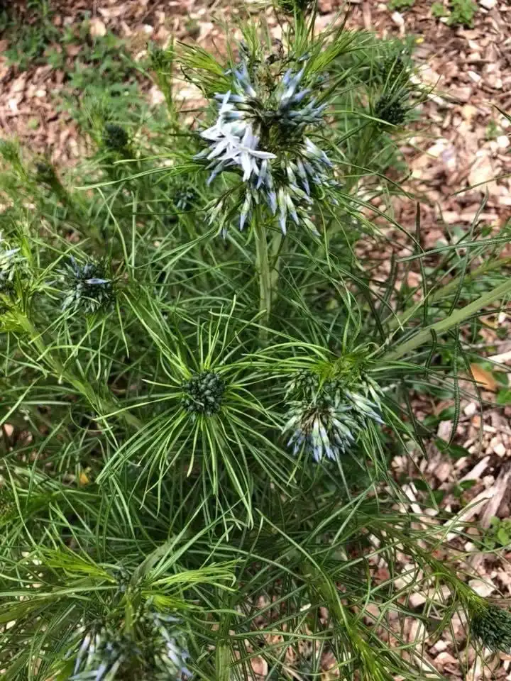 Photo of Amsonia hubrichtii - leaves and flowers, spring, Wake County, NC:Cathy Dewitt