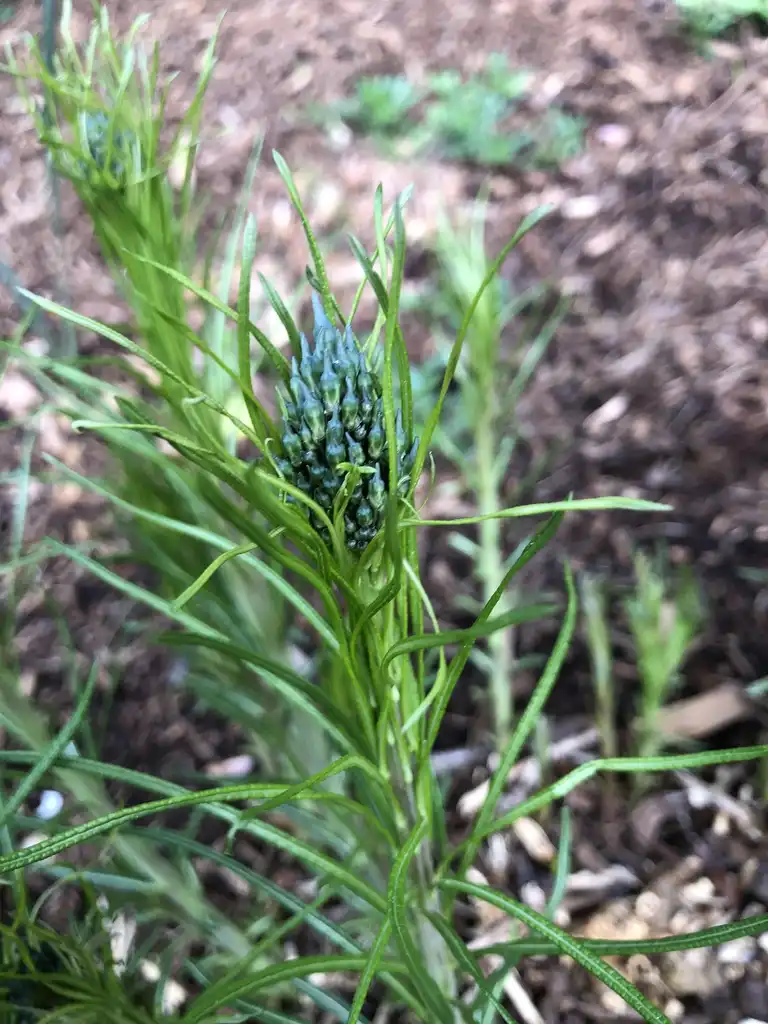 Photo of Amsonia hubrichtii - flower head, spring, NC:Cathy Dewitt