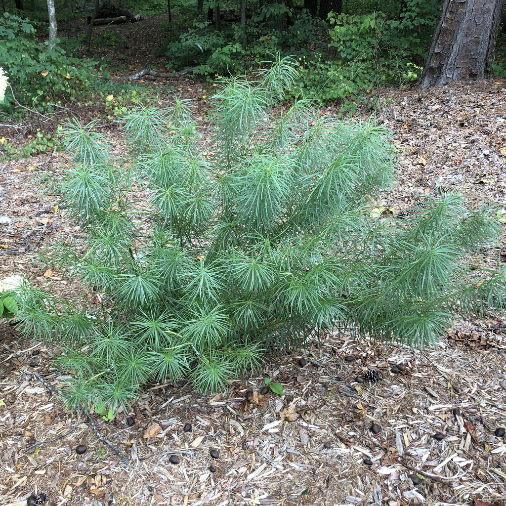 Photo of Amsonia hubrichtii - Form (Durham County,NC)-Mid Summer:Andrea Laine