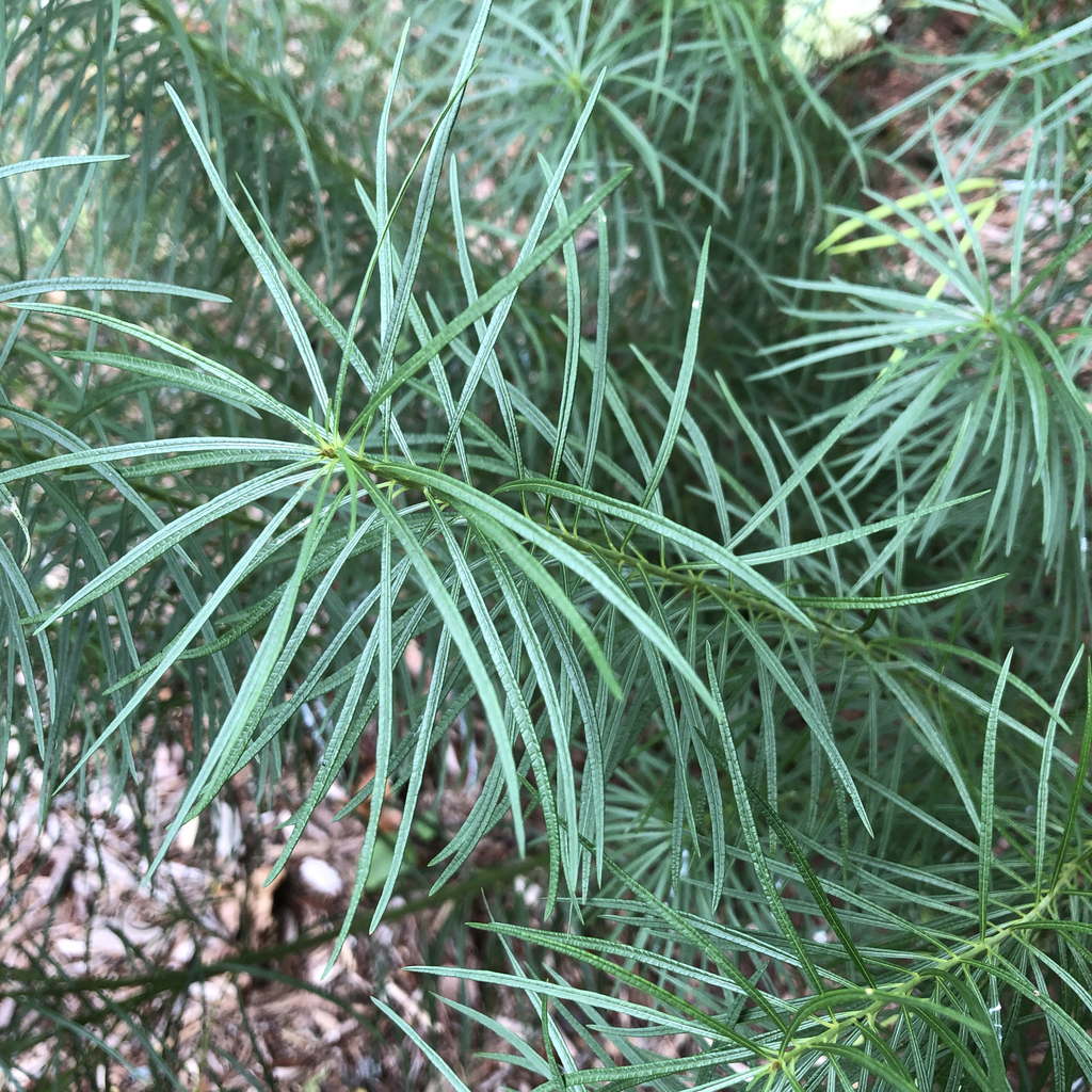 Photo of Amsonia hubrichtii - Leaves (Durham County,NC)-Mid Summer:Andrea Laine