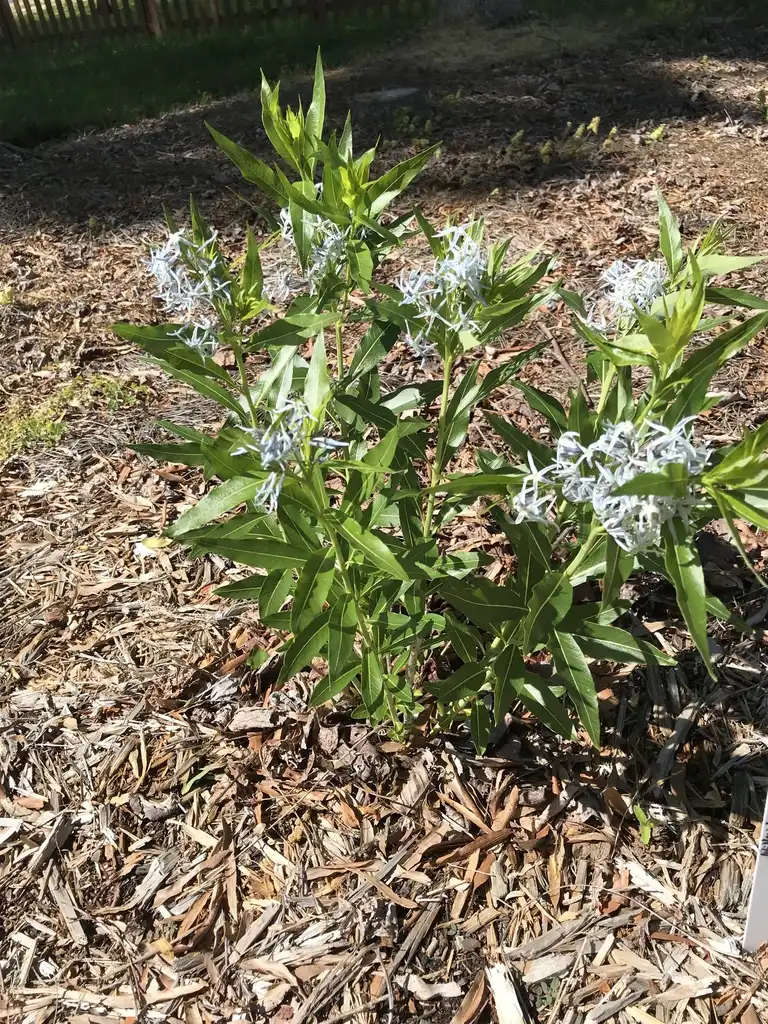 Photo of Amsonia tabernaemontana var. salicifolia (Amsonia tabernaemontana var. salicifolias)