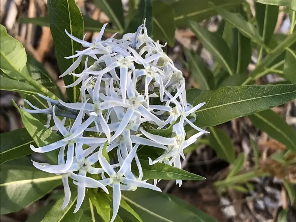 Photo of Amsonia tabernaemontana var. salicifolia (Amsonia tabernaemontana var. salicifolias)