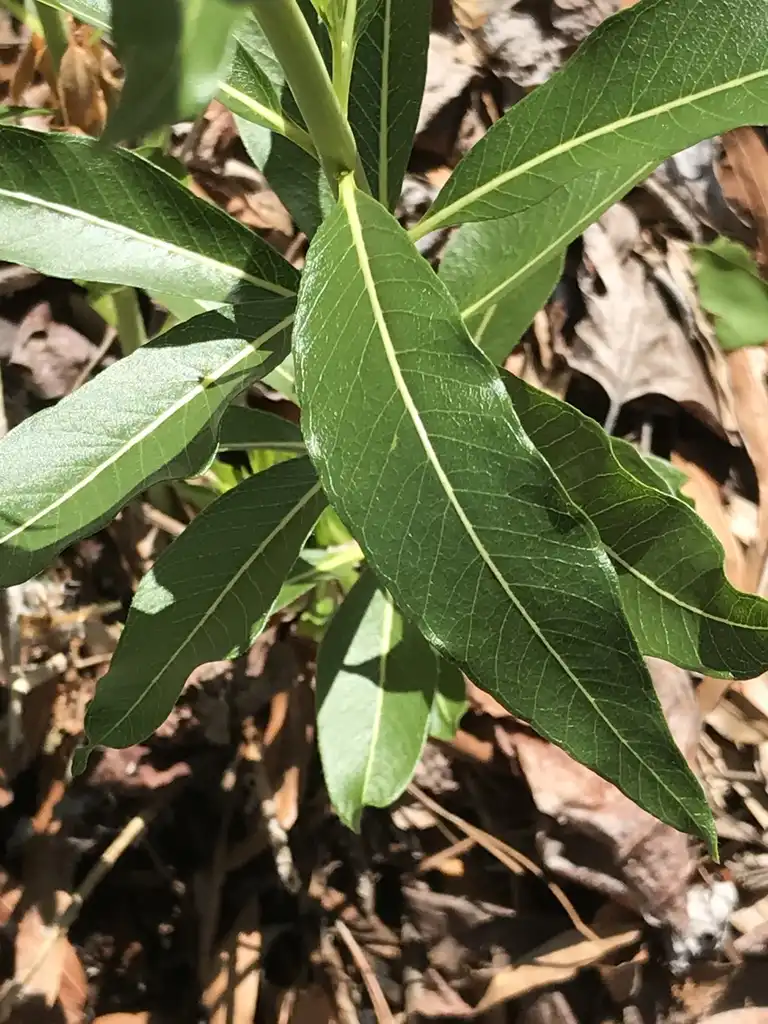 Photo of Amsonia tabernaemontana var. salicifolia - Leaves:K. Andre