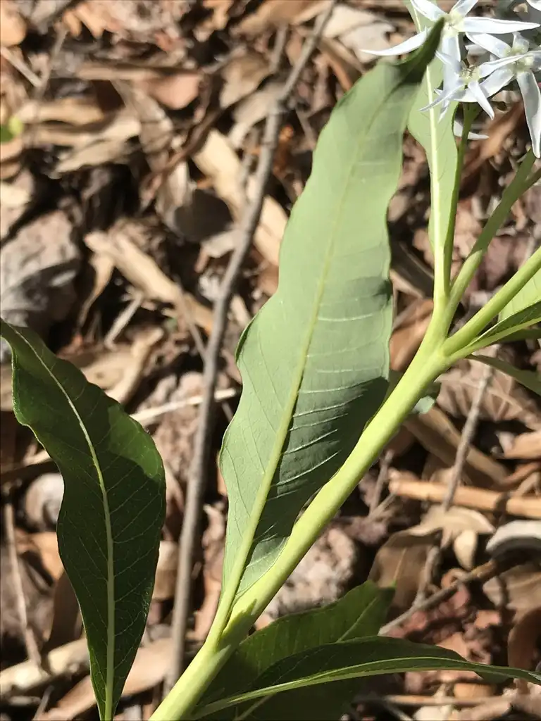 Photo of Amsonia tabernaemontana var. salicifolia - Underside of leaf:K. Andre