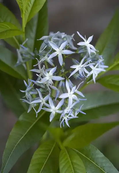 Photo of Amsonia tabernaemontana (Amsonia tabernaemontanas)