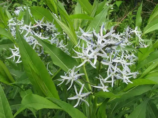 Photo of Amsonia tabernaemontana (Amsonia tabernaemontanas)