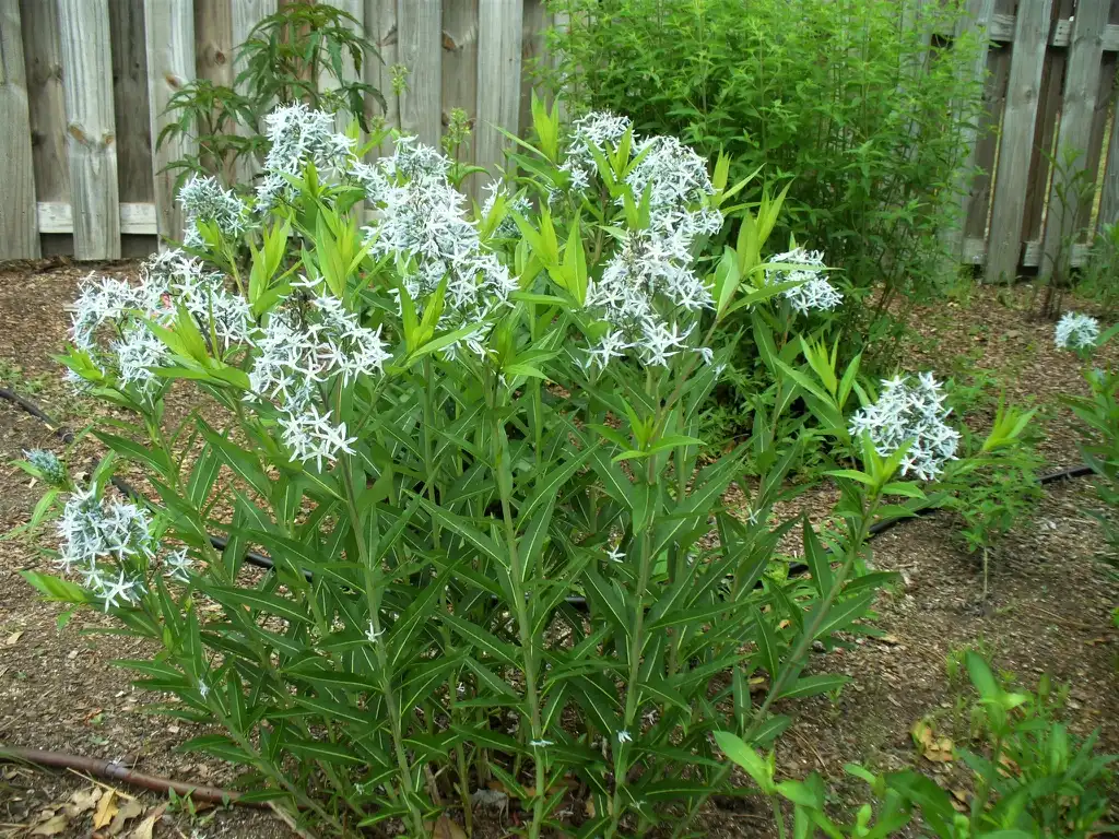 Photo of Amsonia tabernaemontana - Form in full bloom in the spring in Moore County:Susan Strine