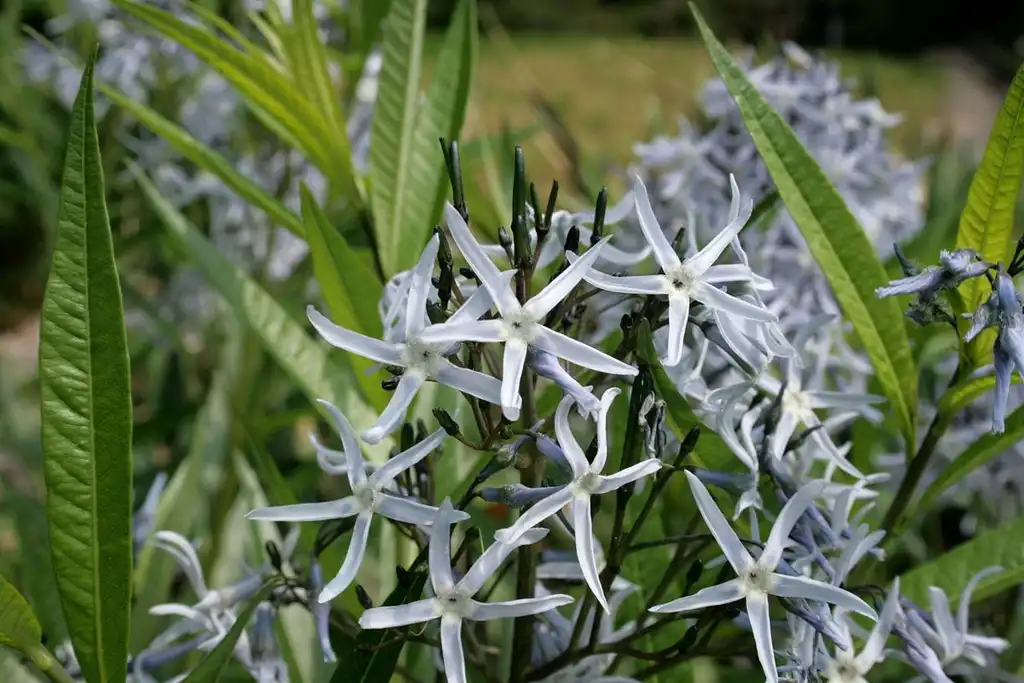 Photo of Amsonia tabernaemontana - Flower:Sten Porse