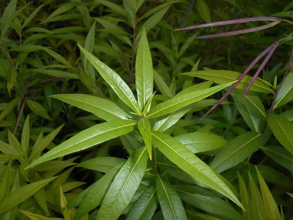 Photo of Amsonia tabernaemontana - Leaf Blade:Salicyna from Wikimedia Commons