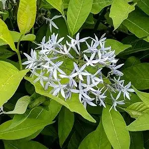 Photo of Amsonia tabernaemontana - Flower and leaf detail:Debbie Roos