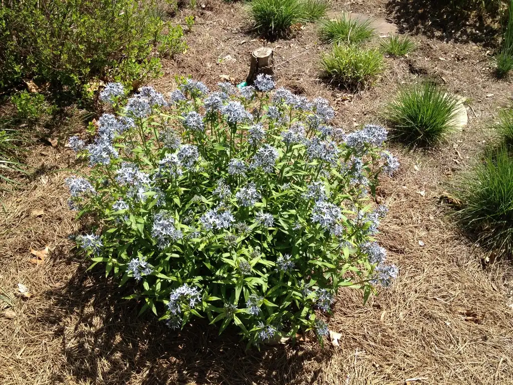 Photo of Amsonia tabernaemontana - Flower Form:Jim Robbins