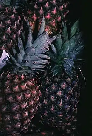 Foto de Ananas comosus (Ananas comosuss)