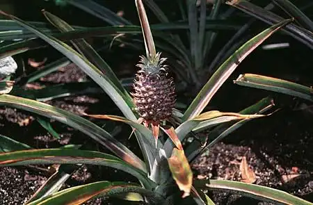 Foto de Ananas comosus (Ananas comosuss)