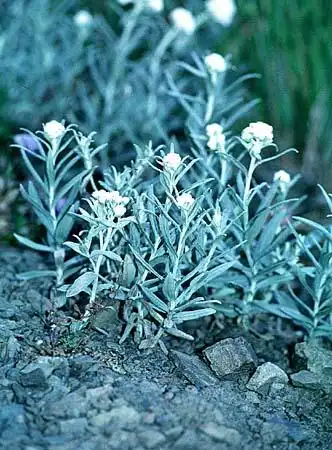 Фото Anaphalis margaritacea (Anaphalis margaritaceas)