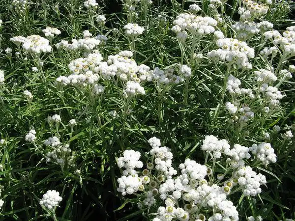 Фото Anaphalis margaritacea (Anaphalis margaritaceas)