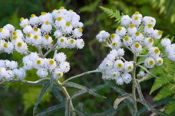 Фото Anaphalis margaritacea - Anaphalis margaritacea: