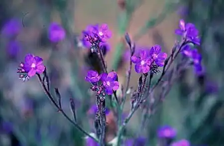 Photo of Anchusa azurea (Anchusa azureas)