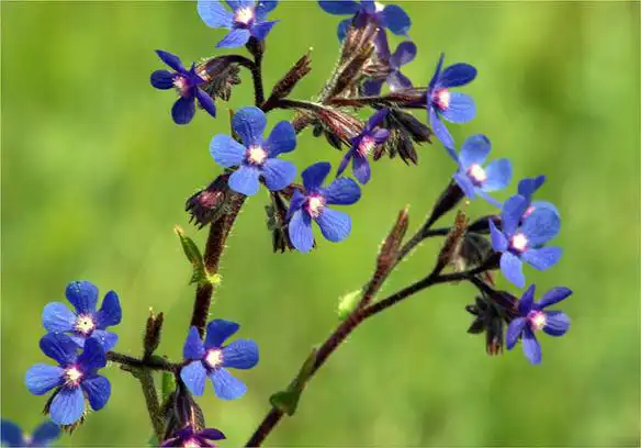 Photo of Anchusa azurea (Anchusa azureas)