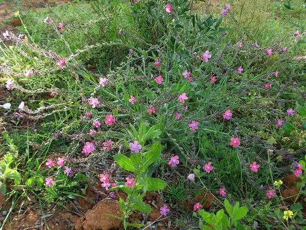 Photo of Anchusa azurea - pink flowers:Jorge Moura