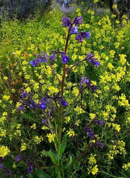 Photo of Anchusa azurea - :Birgit Lutosch