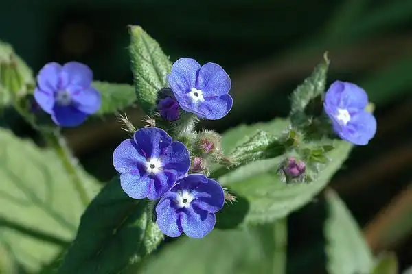 Photo of Anchusa capensis (Anchusa capensiss)