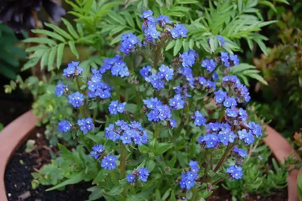 Photo of Anchusa capensis (Anchusa capensiss)