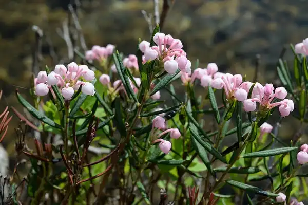 Foto de Andromeda polifolia (Andromeda polifolias)