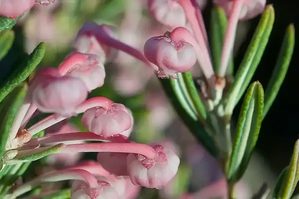 Foto de Andromeda polifolia (Andromeda polifolias)