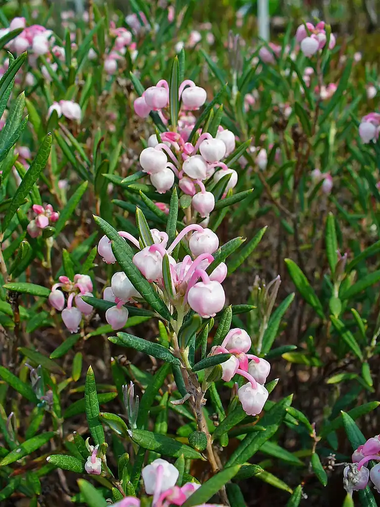 Foto de Andromeda polifolia - Andromeda polifolia flowers and leaves:H. Zell