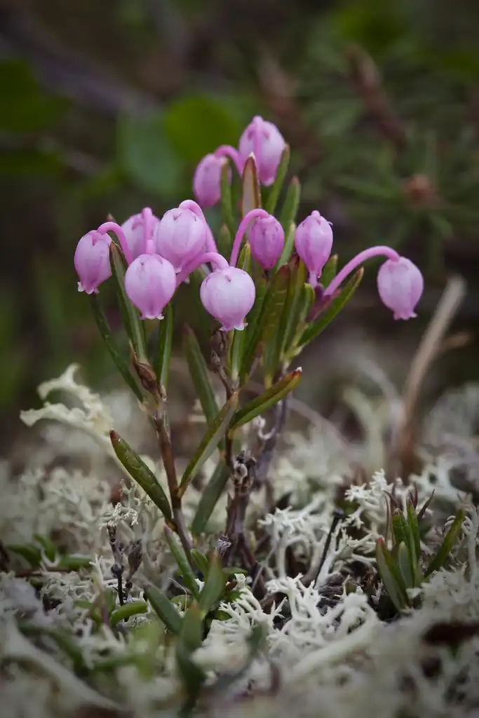 Foto de Andromeda polifolia - Andromeda polifolia:Denali National Park and Preserve