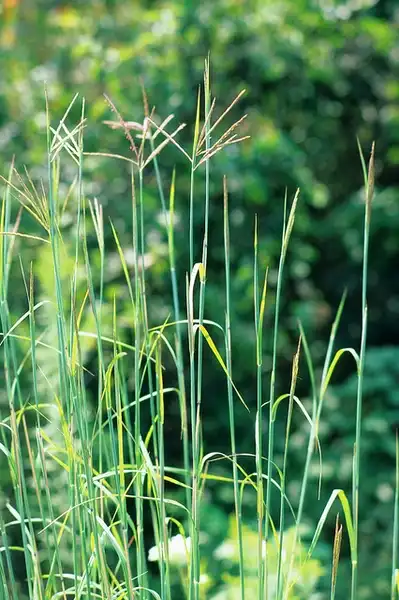 Foto de Andropogon gerardi (Andropogon gerardis)
