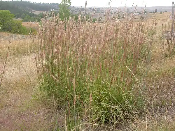 Foto de Andropogon gerardi (Andropogon gerardis)