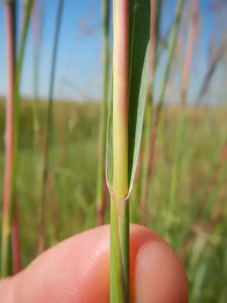 Foto de Andropogon gerardi - Leaf sheath:Matt Lavin