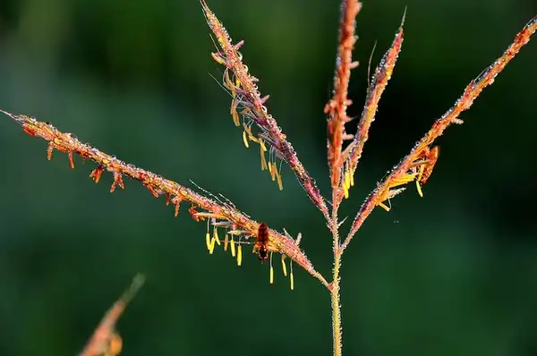 Foto de Andropogon gerardi - Inflorescence:USFWS Mountain Prairie