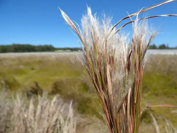 Photo of Andropogon glomeratus (Andropogon glomeratuss)