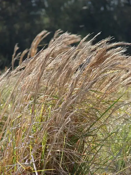 Photo of Andropogon glomeratus (Andropogon glomeratuss)