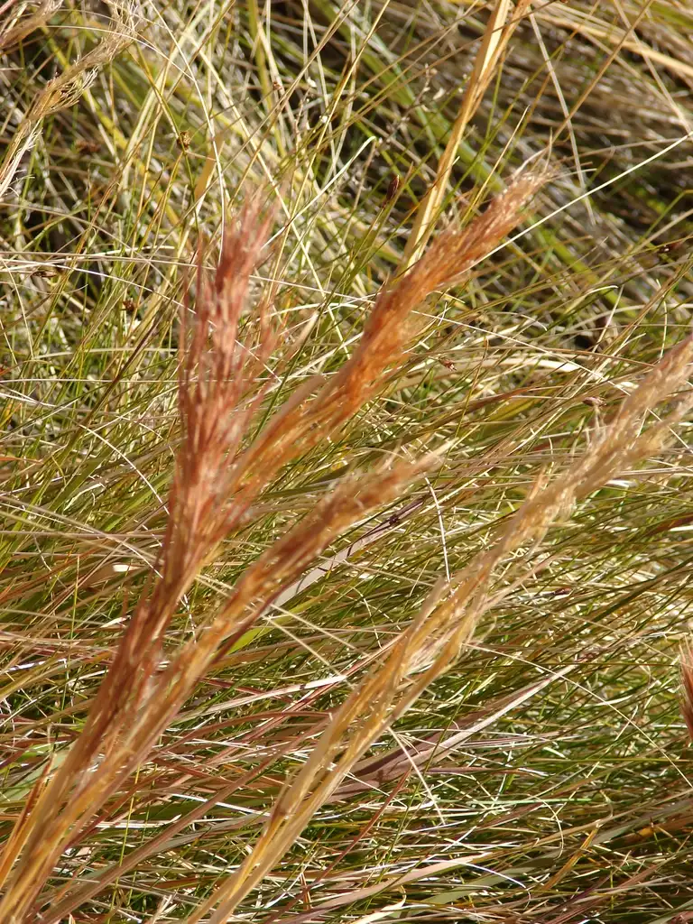 Photo of Andropogon glomeratus - Andropogon glomeratus inflorescence:Forest & Kim Starr