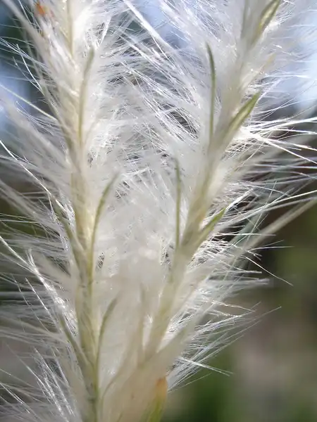 Foto de Andropogon ternarius (Andropogon ternariuss)