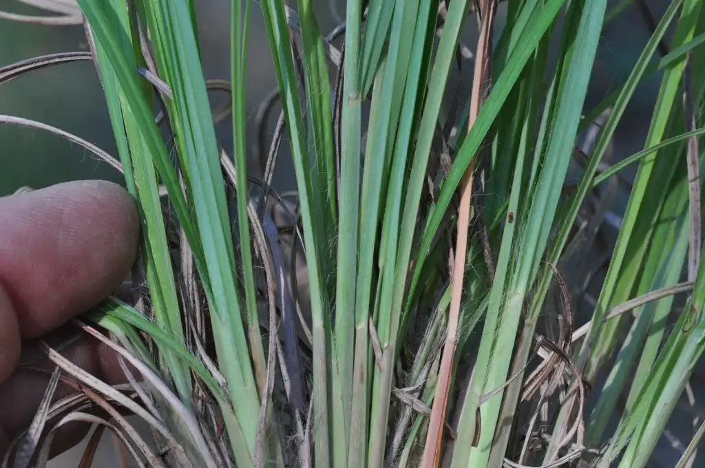 Foto de Andropogon ternarius (Andropogon ternariuss)