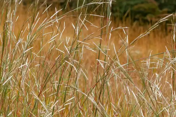 Foto de Andropogon ternarius - :Tom Potterfield