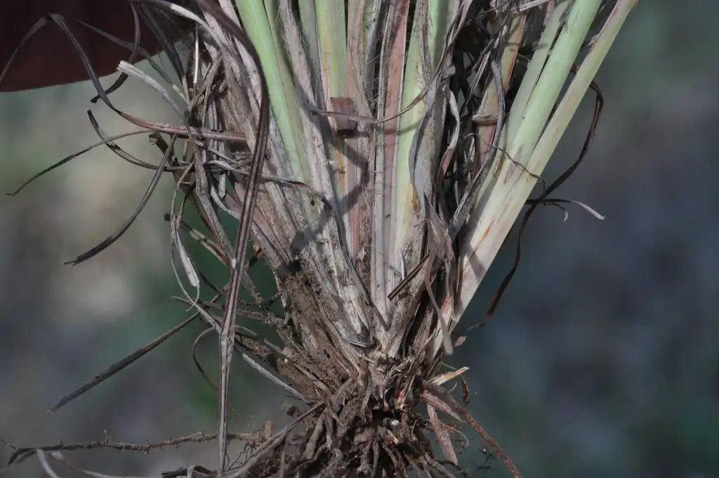 Foto de Andropogon ternarius - Base of plant:Larry Allain, U.S. Geological Survey
